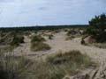 Horsfall08